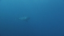 REQUIN BLANC, PLONGEUR