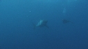 REQUIN BLANC, PLONGEUR