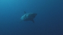 REQUIN BLANC, PLONGEUR