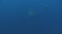 REQUIN BLANC, PLONGEUR