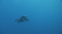 PLONGEUR, POISSON