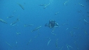 PLONGEUR, POISSON