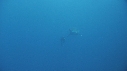 REQUIN BLANC, PLONGEUR