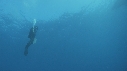 REQUIN BLANC, PLONGEUR