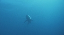 REQUIN BLANC, PLONGEUR