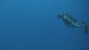 REQUIN BLANC, PLONGEUR