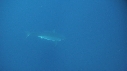 REQUIN BLANC