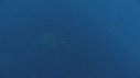 REQUIN BLANC, PLONGEUR
