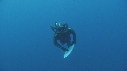 REQUIN BLANC, PLONGEUR