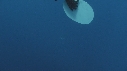 REQUIN BLANC, PLONGEUR