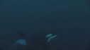 ORQUE