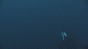 ORQUE