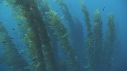 KELP