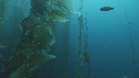 KELP, PLONGEUR