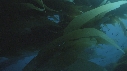 KELP
