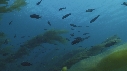 KELP, POISSONS