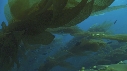 KELP, POISSONS