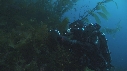 KELP, PLONGEUR