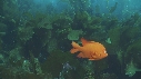 KELP, GARIBALDI