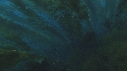 KELP, POISSONS