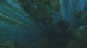 KELP, POISSONS