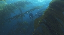 KELP, PLONGEURS
