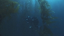 KELP, PLONGEURS