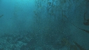 KELP, PHOQUE