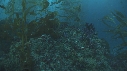 KELP, PHOQUE