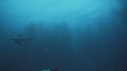 KELP, OTARIE