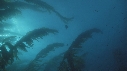 KELP, OTARIE