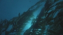 KELP