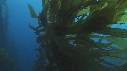 KELP