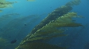 KELP