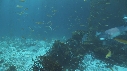 KELP, LABRE