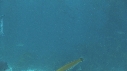 KELP, LABRE
