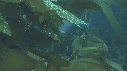 KELP, LABRE