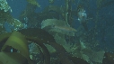 KELP, LABRE