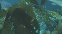 KELP, LABRE