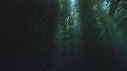 KELP