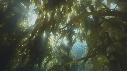 KELP