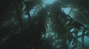 KELP