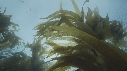 KELP, PLONGEUR