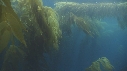 KELP