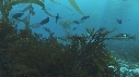 KELP, LABRE