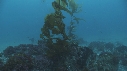 KELP, OTARIES