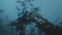 KELP, OTARIES