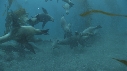 KELP, OTARIES