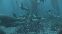 KELP, OTARIES