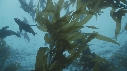 KELP, OTARIES
